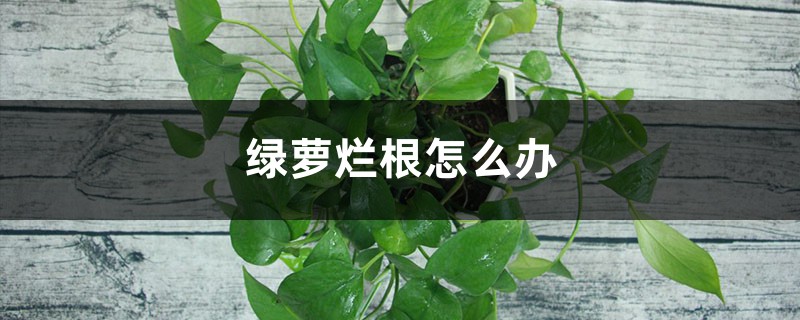 <strong>綠蘿爛根怎麼解決，怎麼處理</strong>