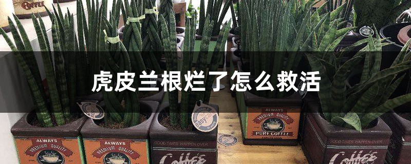 <strong>虎皮蘭根爛了怎麼救活</strong>