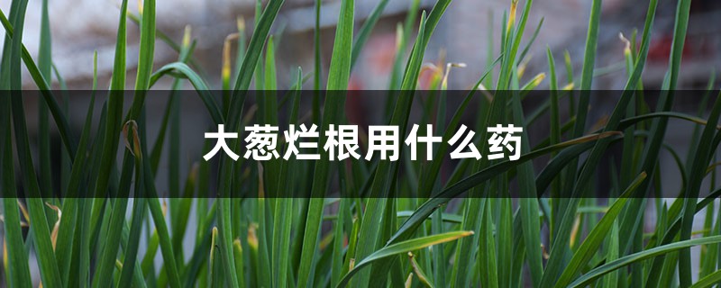 <strong>大蔥爛根用什麼藥</strong>