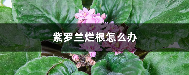 <strong>紫羅蘭爛根怎麼解決，怎麼處理</strong>