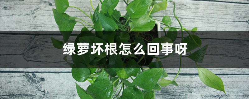 <strong>綠蘿爛根是什麼原因</strong>