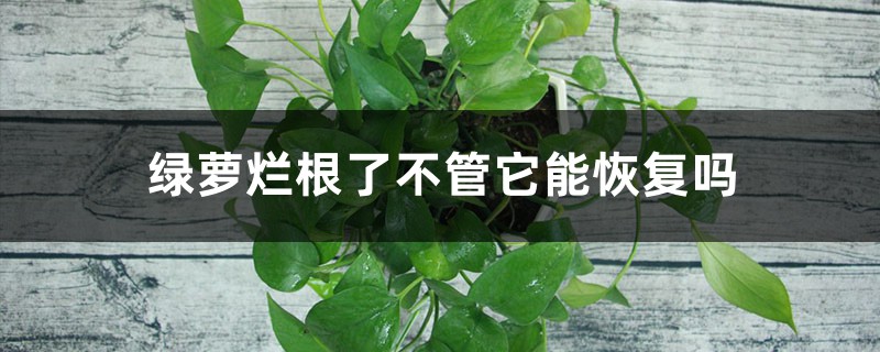 <strong>綠蘿爛根了不管它能恢複嗎</strong>
