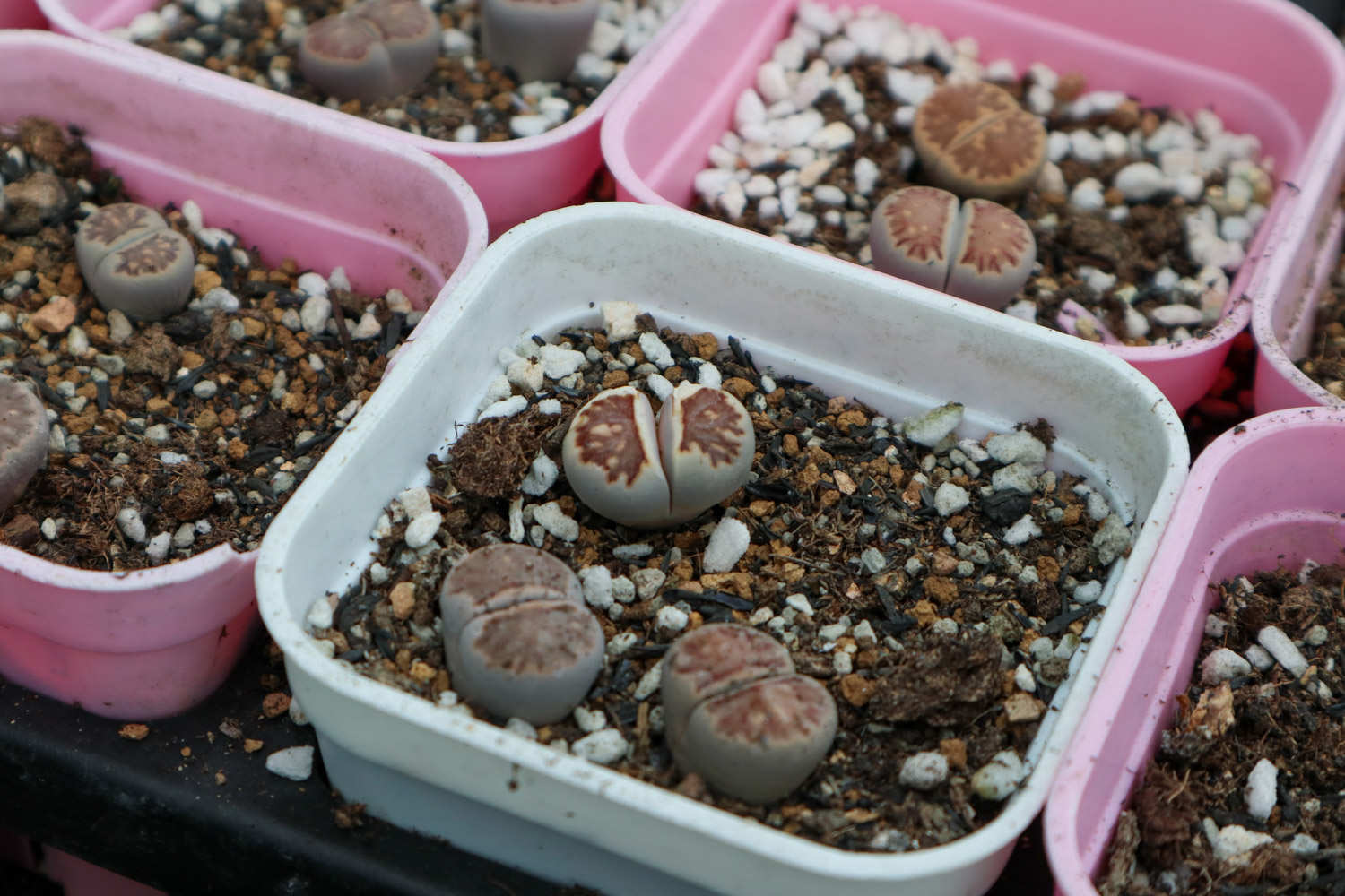 生石花 生石花爛根怎麼解決,怎麼處理