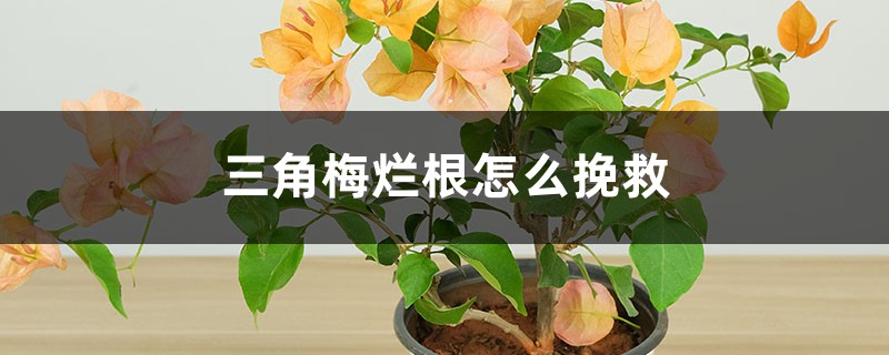 <strong>三角梅爛根怎麼挽救</strong>