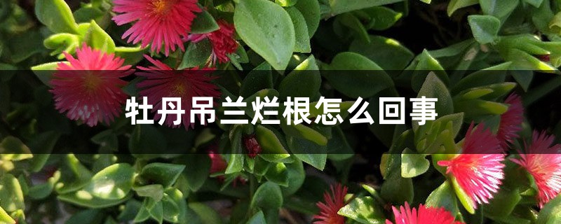 <strong>牡丹吊蘭爛根怎麼回事</strong>