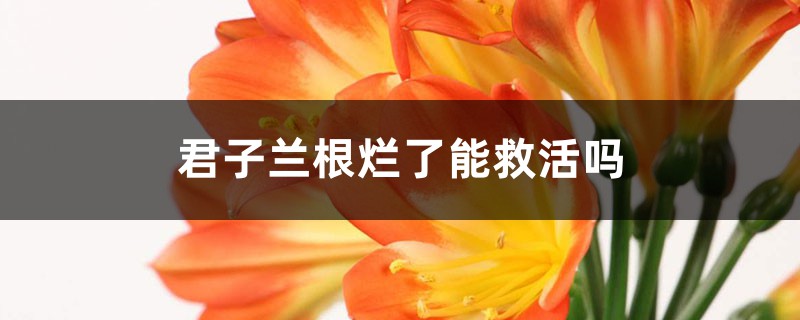 <strong>君子蘭根爛了能救活嗎</strong>