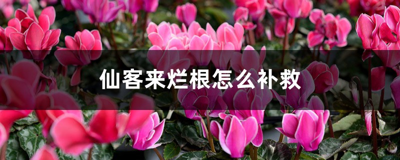 <b>仙客來爛根怎麼補救</b>