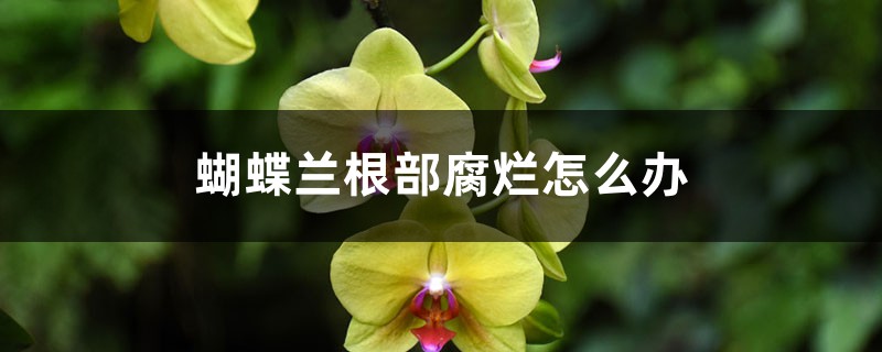 <strong>蝴蝶蘭根部腐爛怎麼解決，怎麼處理</strong>