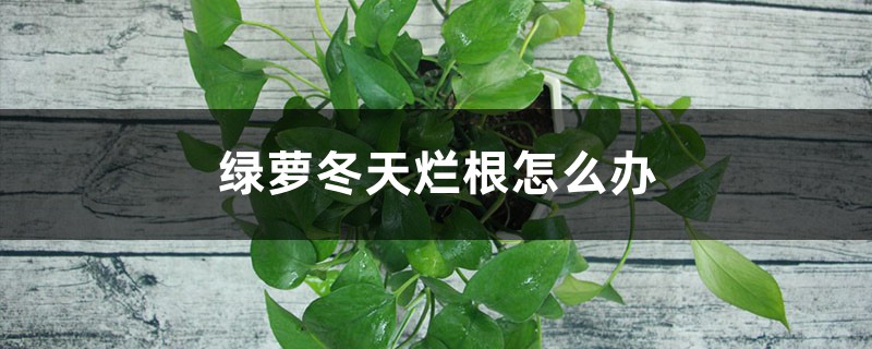 <strong>冬天綠蘿爛根怎麼處理，爛根怎麼修剪</strong>
