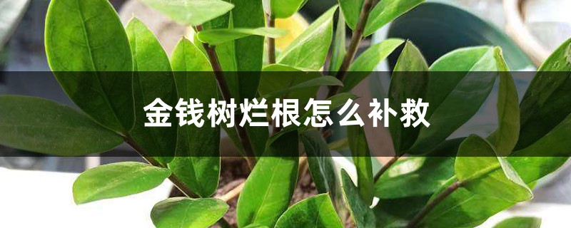 <strong>金錢樹爛根怎麼補救，爛根不換土行嗎</strong>
