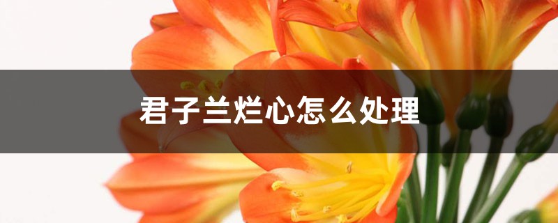 <strong>君子蘭爛心怎麼處理，爛根怎麼處理</strong>