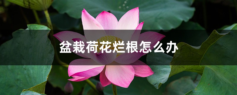 <b>盆栽荷花爛根怎麼解決，怎麼處理，盆栽荷花爛根的原因和解決方法</b>