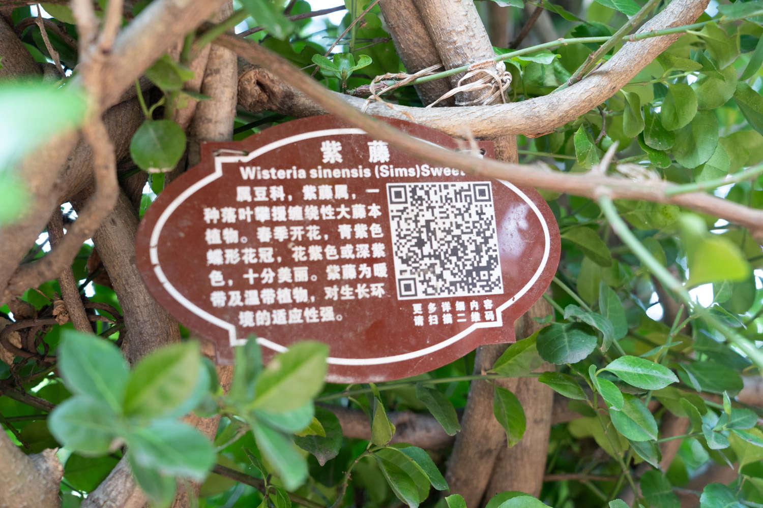 紫藤 紫藤常見蟲害及防治