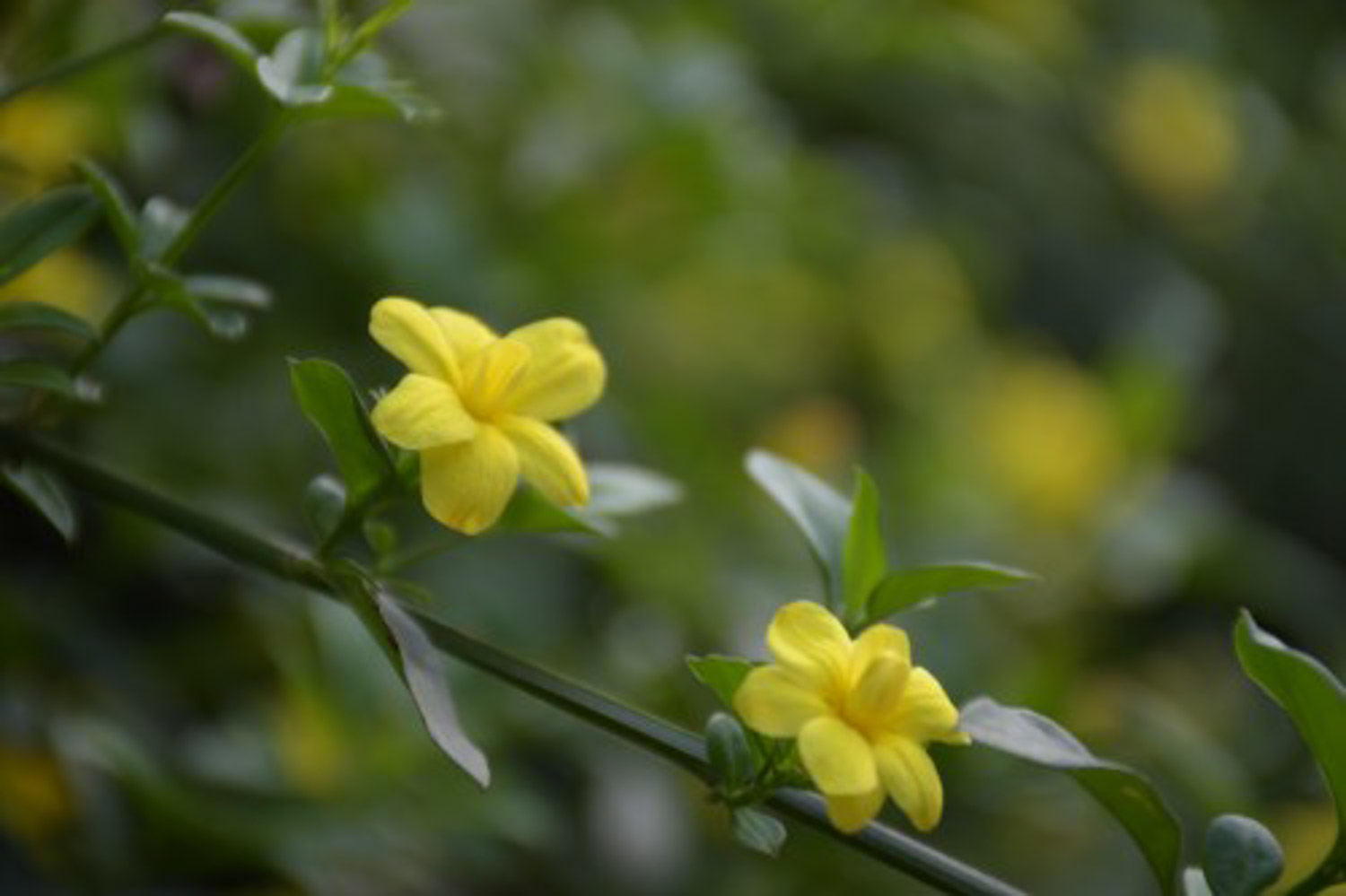 迎春 迎春花常見蟲害及防治