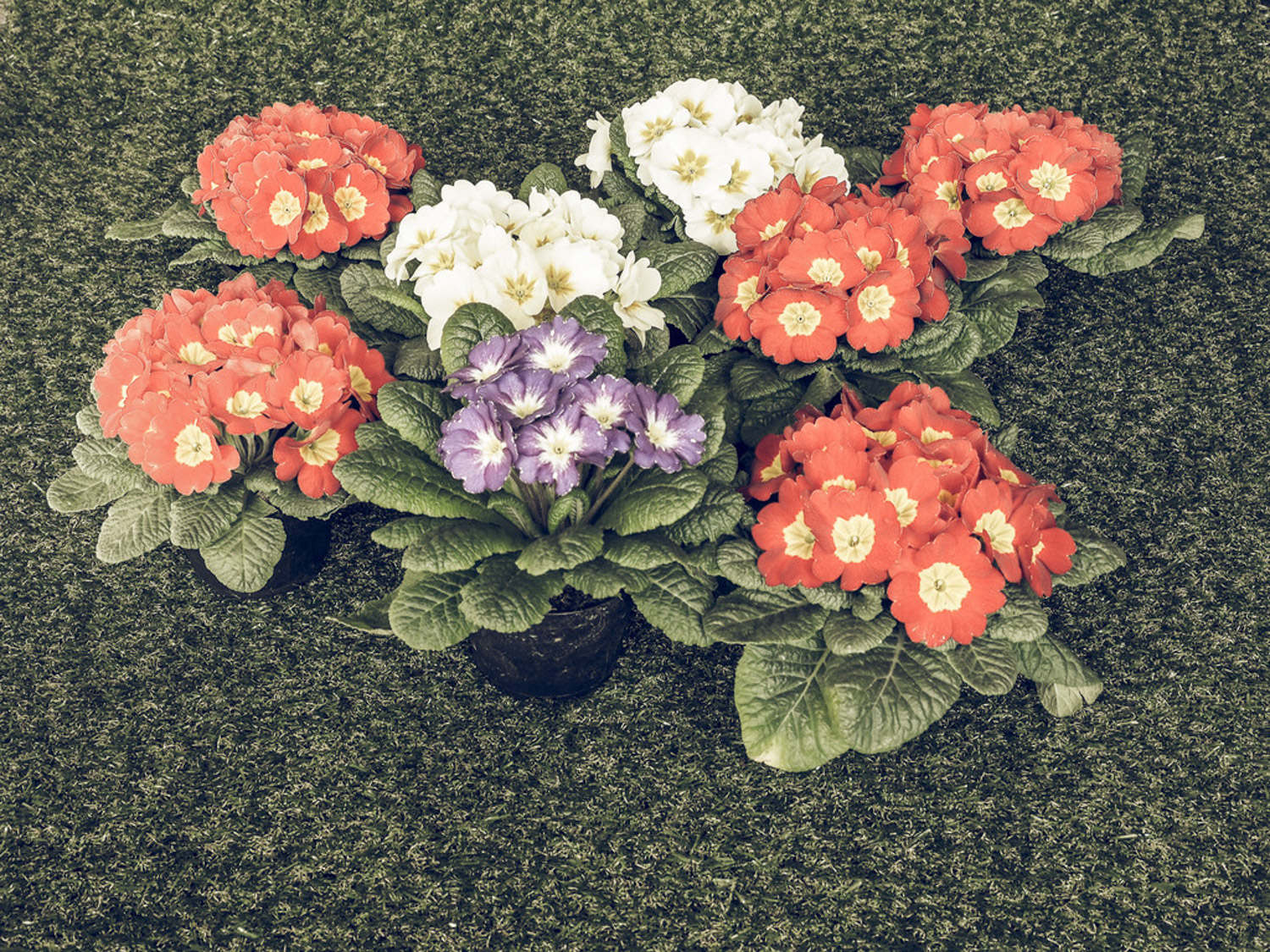 報春花 報春花蟲害防治