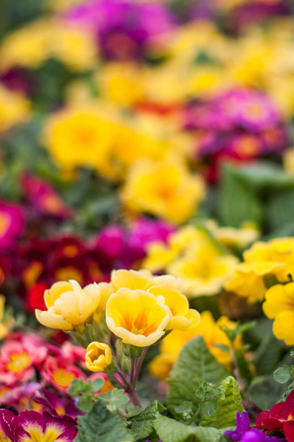 報春花 報春花蟲害防治