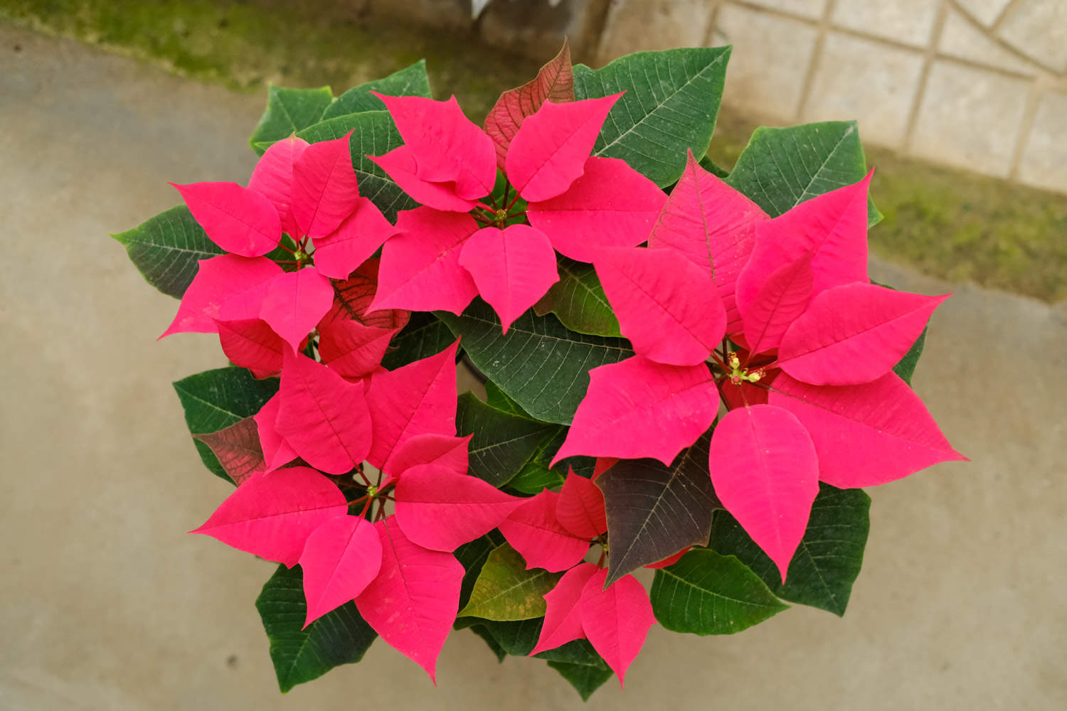 一品紅 一品紅蟲害及防治辦法
