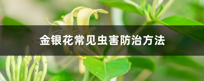 <b>金銀花常見蟲害防治方法</b>