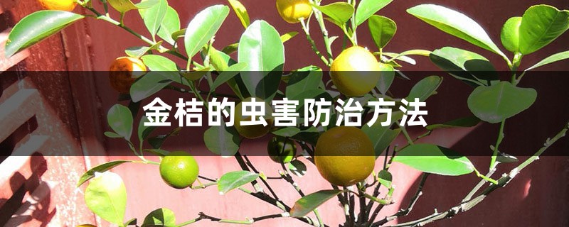 <strong>金桔的蟲害防治方法</strong>