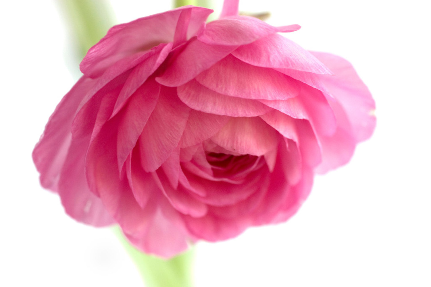 花毛茛 花毛茛的蟲害防治方法