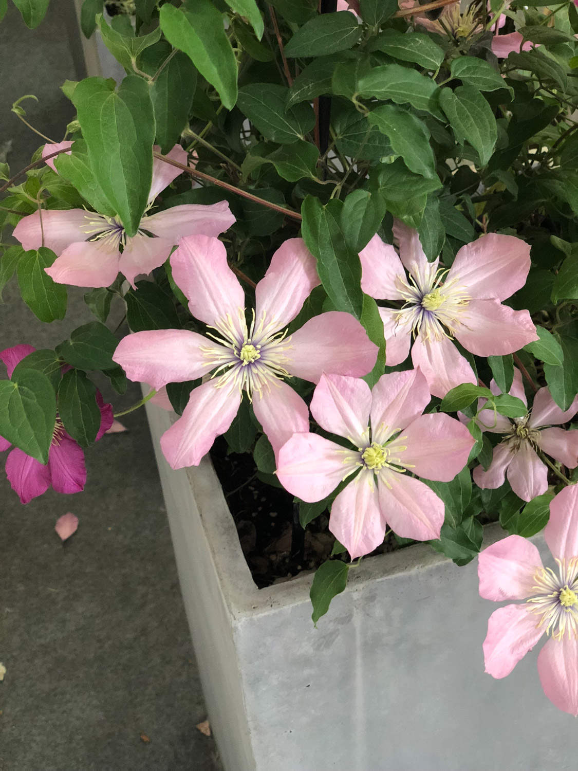 鐵線蓮 鐵線蓮蟲害及防治方法