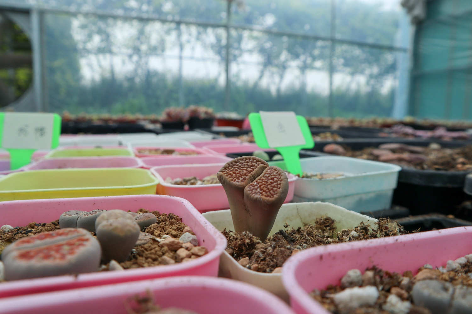 生石花 生石花根粉蚧的防治方法