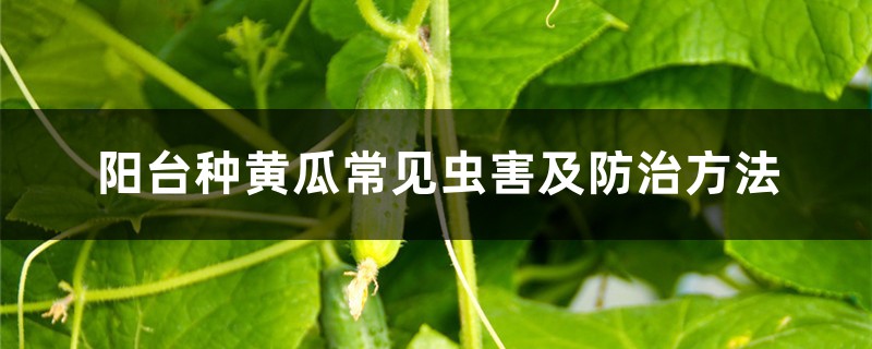 <b>陽台種黃瓜常見蟲害及防治方法</b>