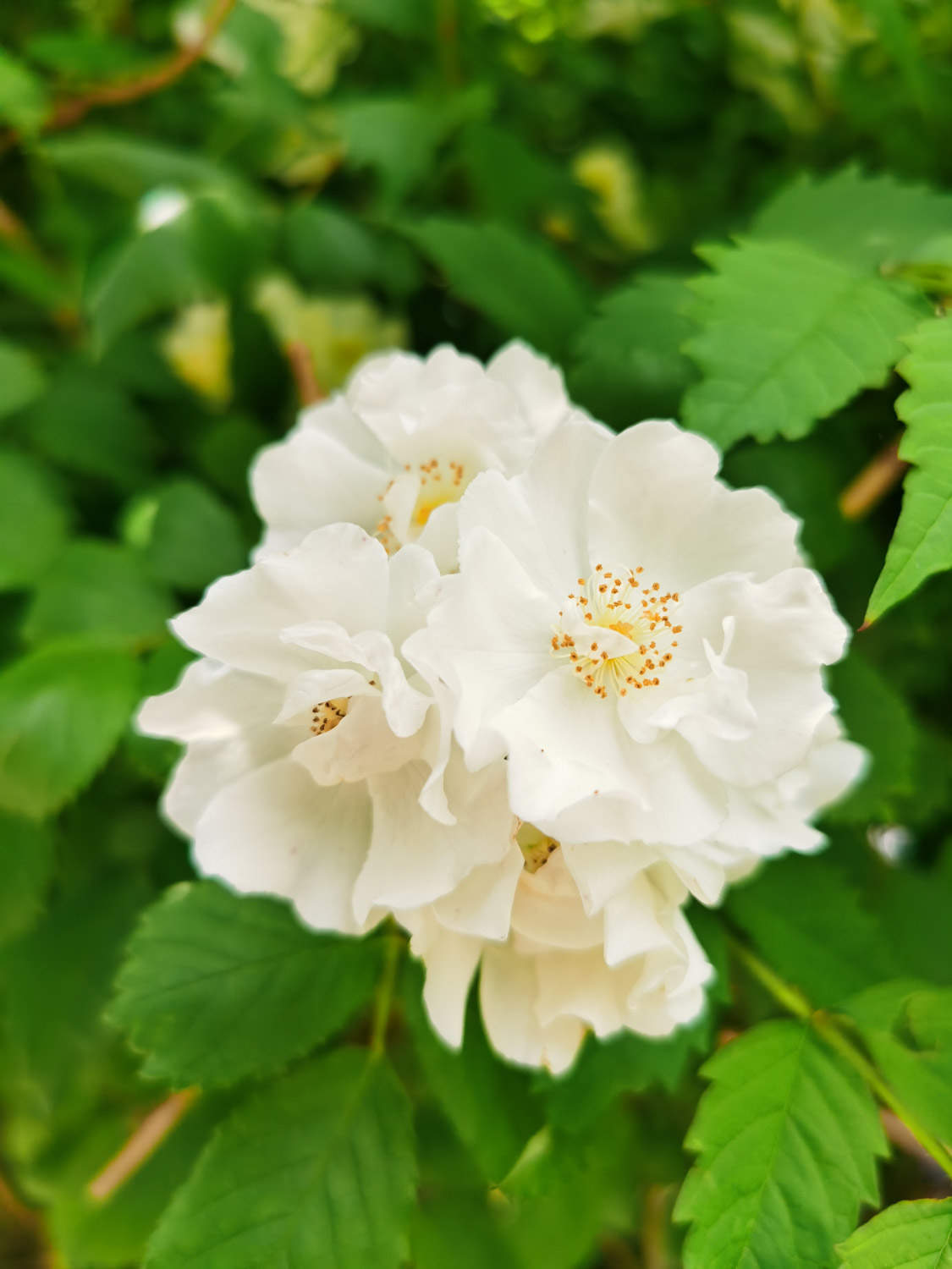 薔薇 薔薇花蟲害及防治方法