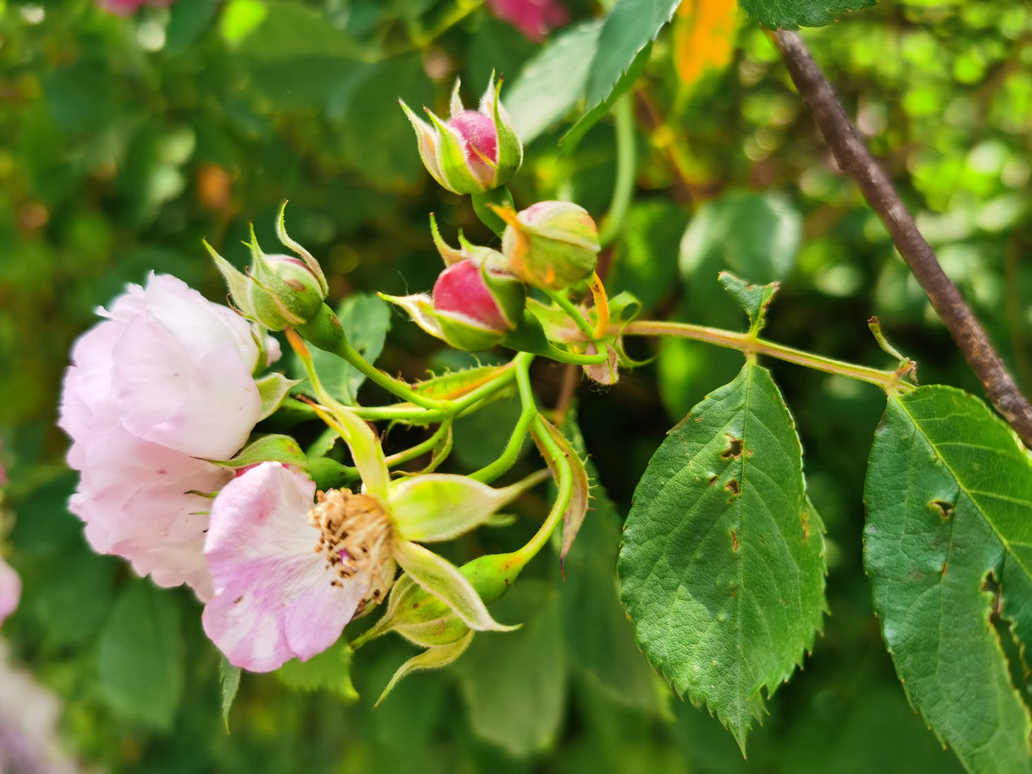薔薇 薔薇花蟲害及防治方法