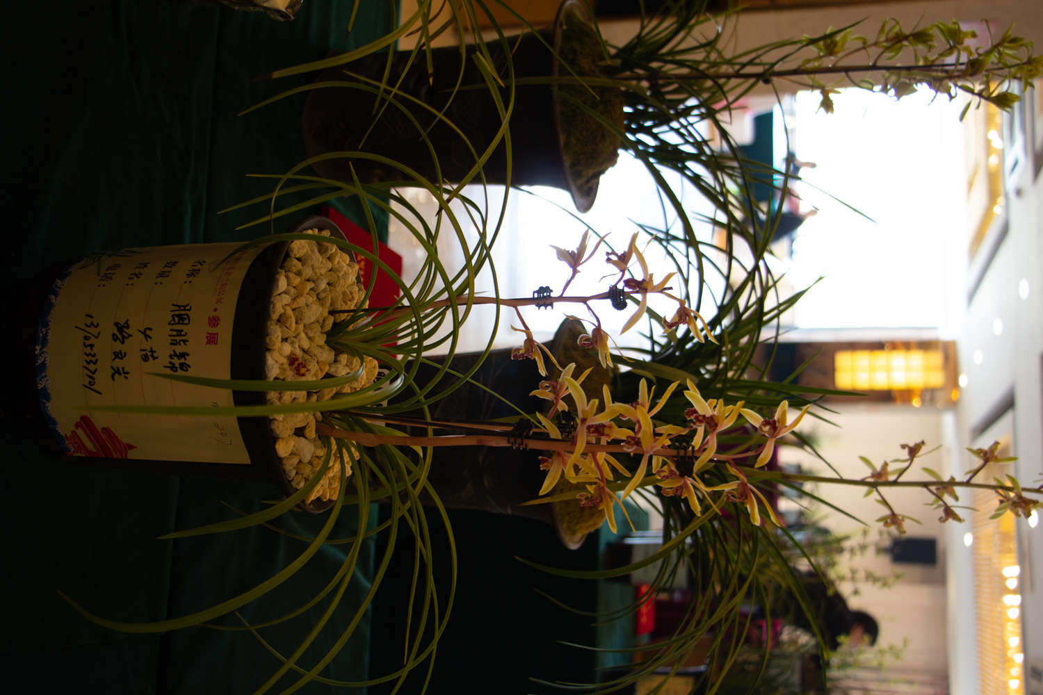 蘭花 蘭花常見蟲害及防治方法