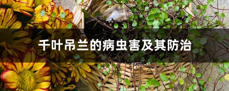 <strong>千葉吊蘭的病蟲害及其防治</strong>