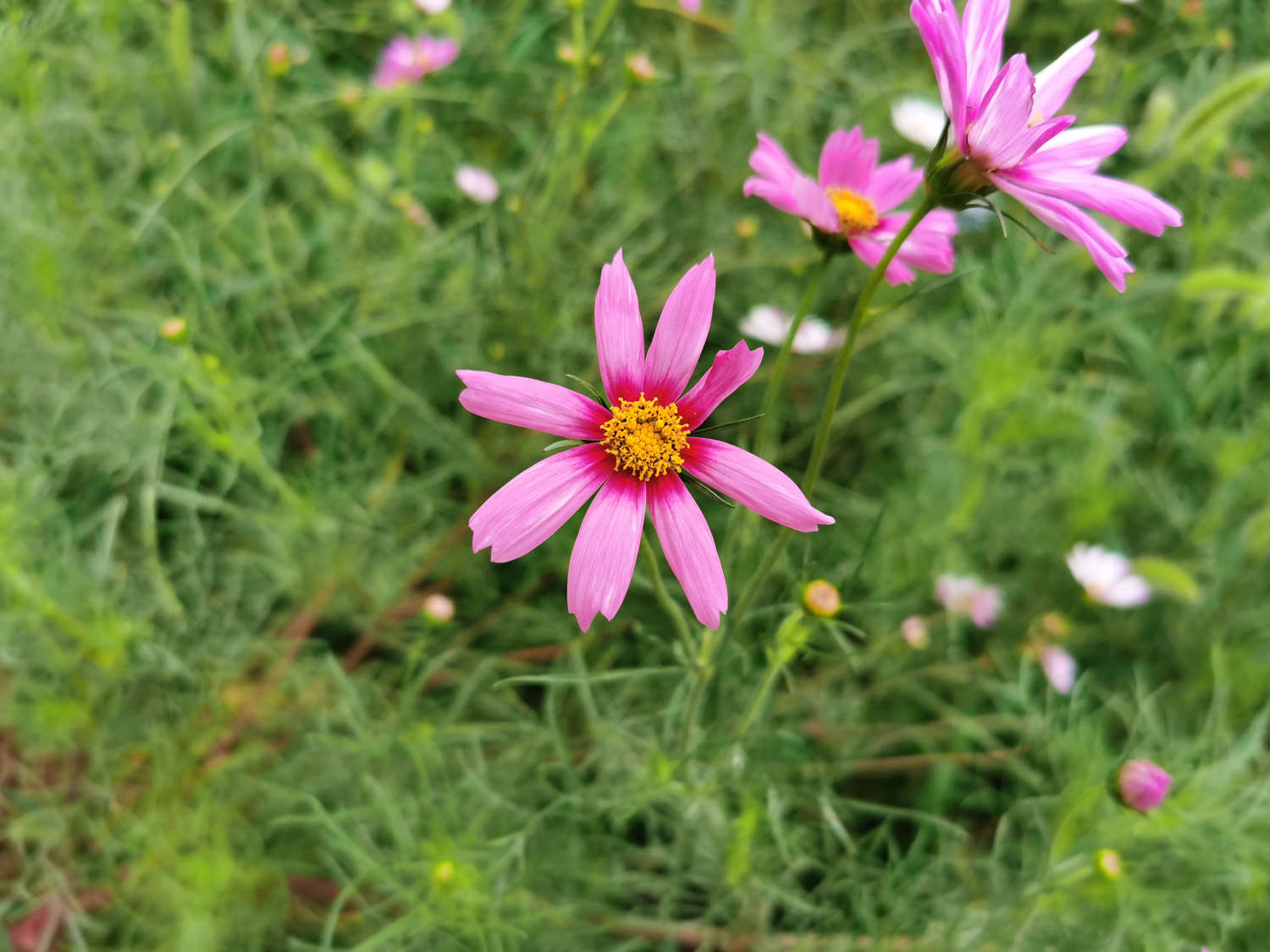 波斯菊 波斯菊常見蟲害及防治方法
