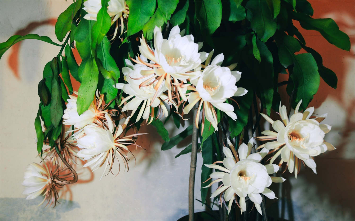 曇花 曇花的病蟲害及其防治