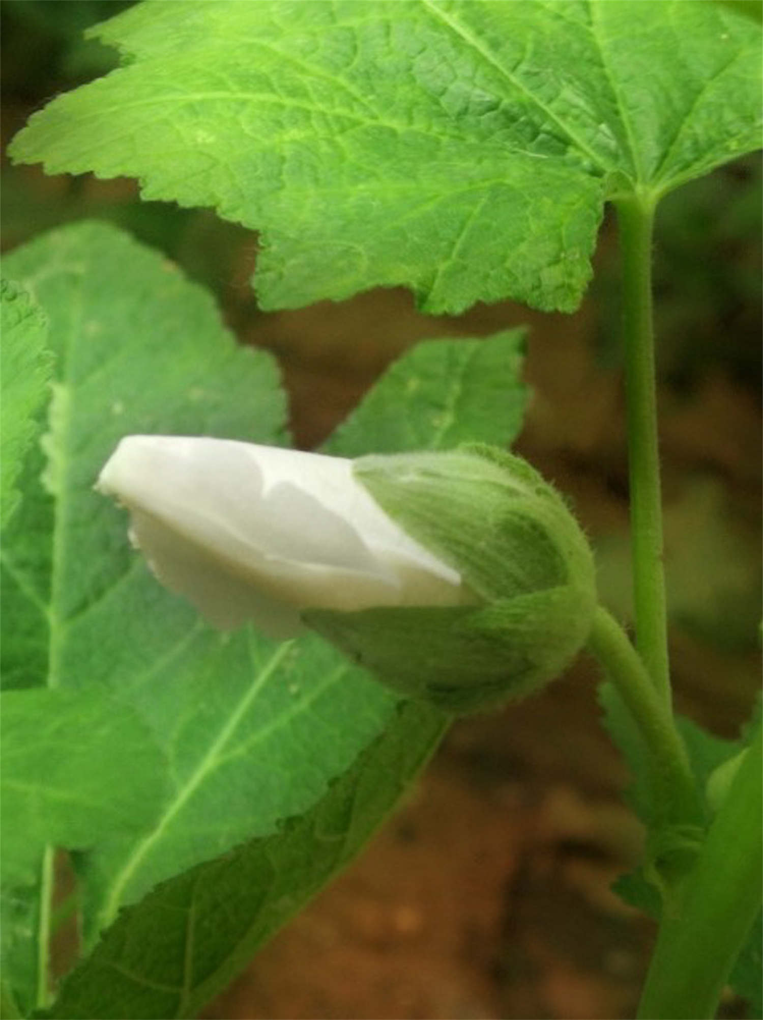 蜀葵 蜀葵的蟲害及防治方法