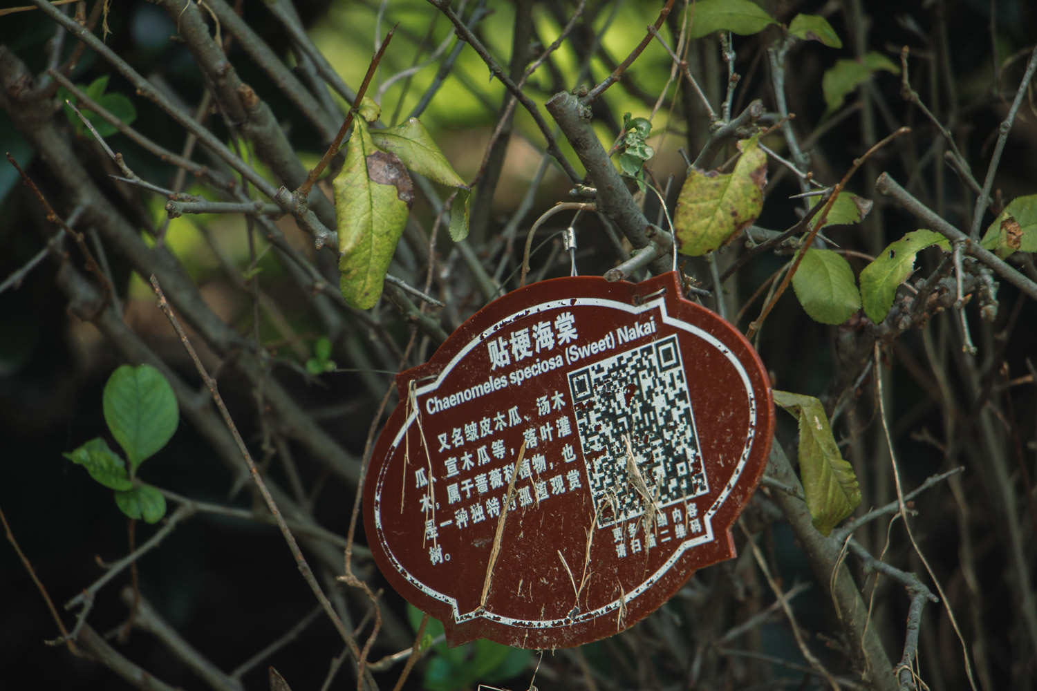 貼梗海棠 貼梗海棠的病蟲害防治