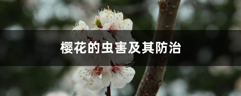 <b>櫻花的蟲害及其防治</b>