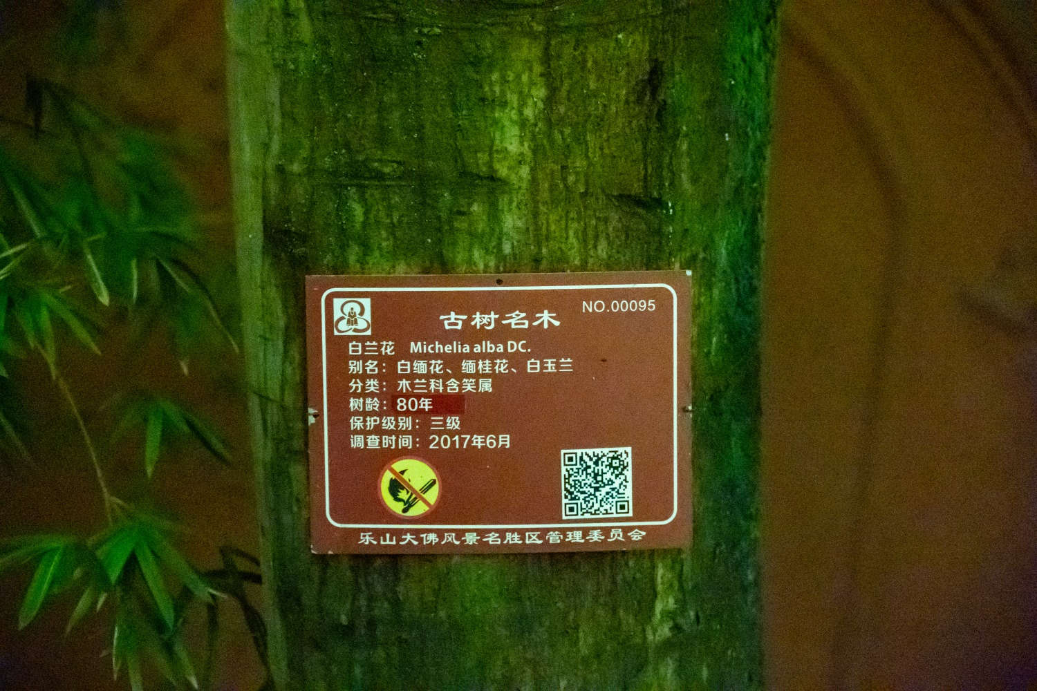玉蘭 白蘭的蟲害及其防治