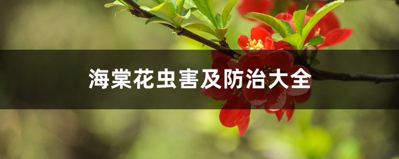 <strong>海棠花蟲害及防治大全</strong>