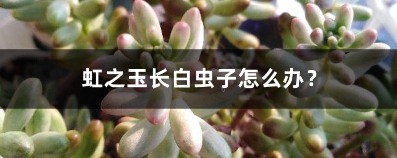 <strong>虹之玉長白蟲子怎麼解決，怎麼處理？</strong>