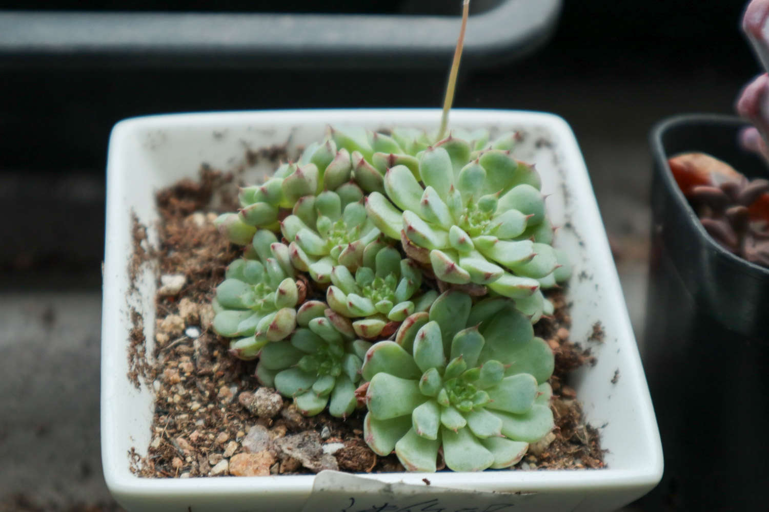 多肉 多肉植物長白色蟲子怎麼解決,怎麼處理