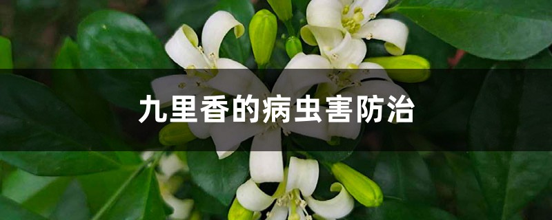 <strong>九裏香的病蟲害防治</strong>