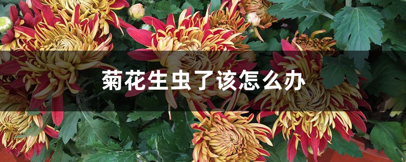 <b>菊花生蟲了該怎麼解決，怎麼處理</b>