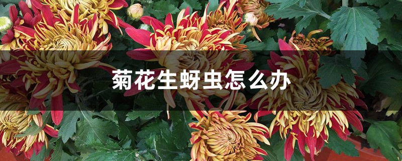 <b>菊花生蚜蟲怎麼解決，怎麼處理</b>