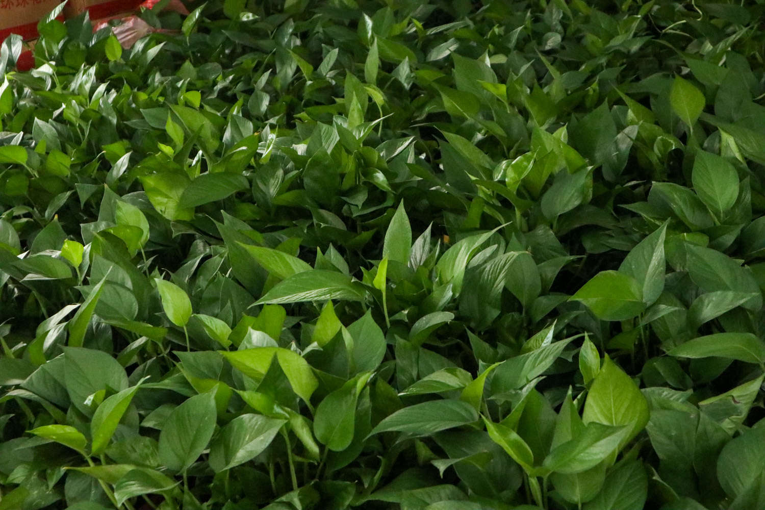 綠蘿 綠蘿生蟲子怎麼解決,怎麼處理