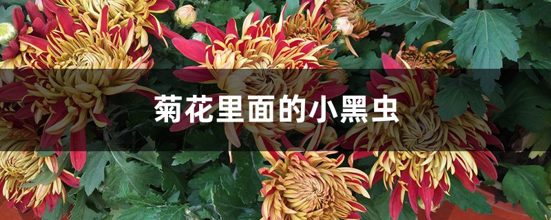 <b>菊花裏麵的小黑蟲是什麼，怎麼去除</b>