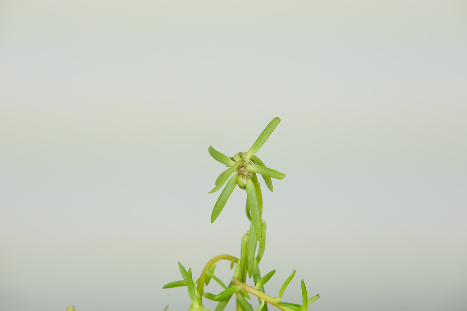 太陽花 太陽花有白色蟲子怎麼解決,怎麼處理,用什麼藥噴呢
