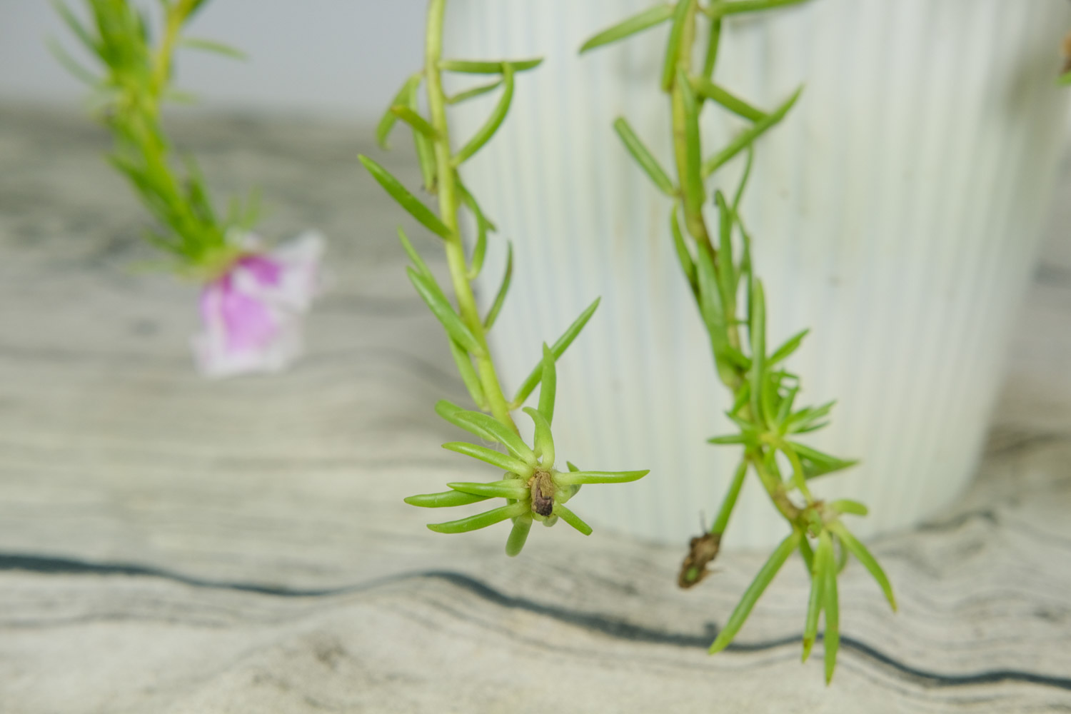 太陽花 太陽花有白色蟲子怎麼解決,怎麼處理,用什麼藥噴呢