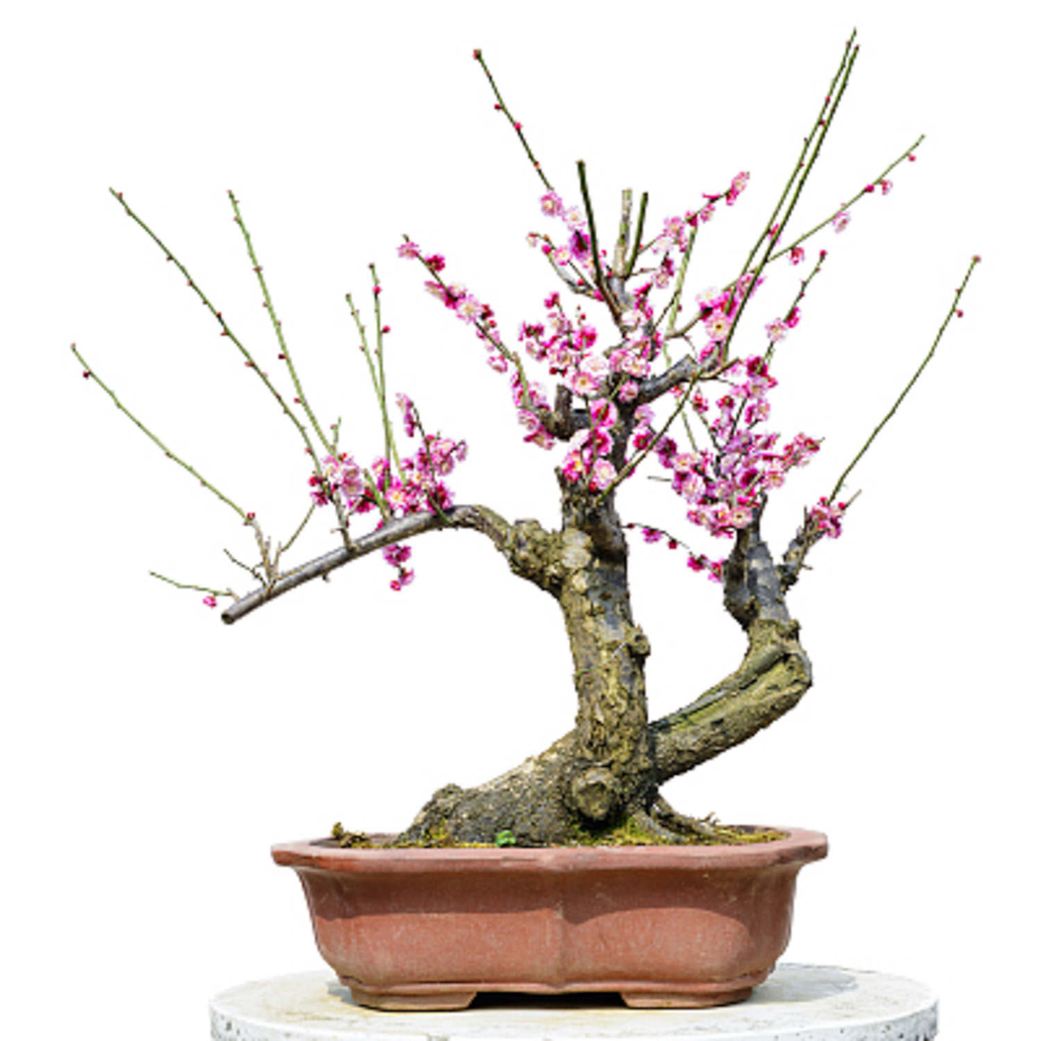 梅花 梅花盆景生蟲如何處理,梅花樹生蟲了怎麼解決,怎麼處理