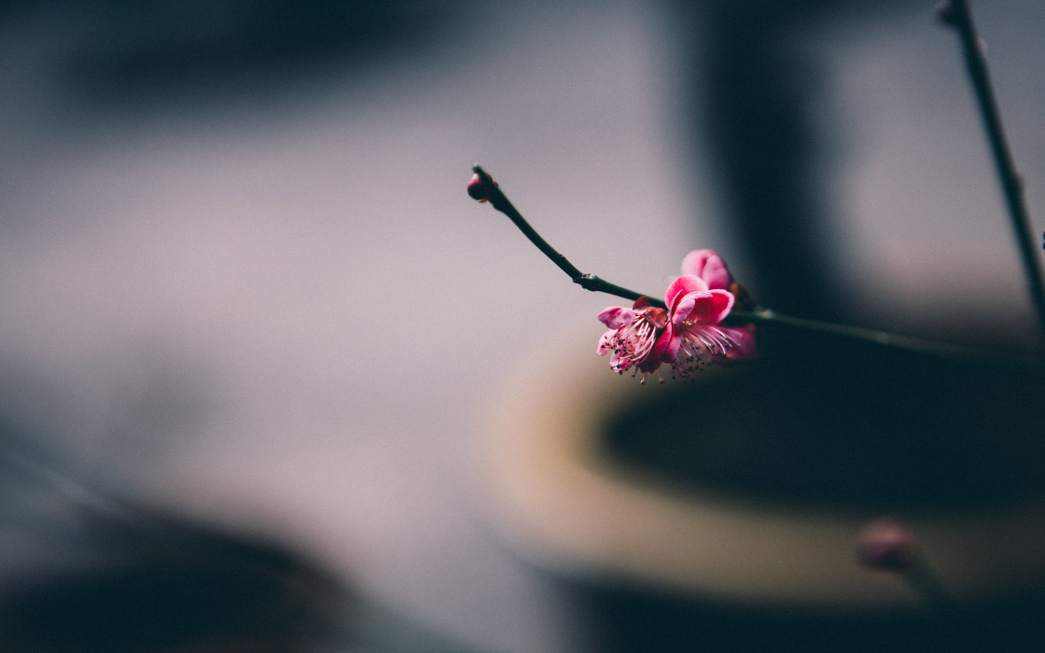 梅花 梅花盆景生蟲如何處理,梅花樹生蟲了怎麼解決,怎麼處理