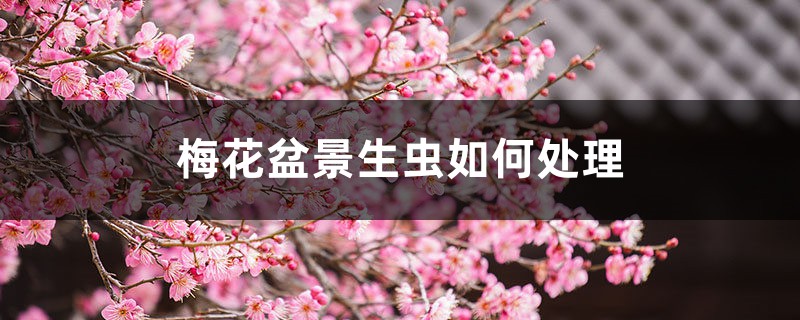 <strong>梅花盆景生蟲如何處理，梅花樹生蟲了怎麼解決，怎麼處理</strong>